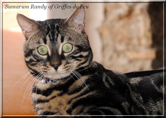 brown charcoal marble bengal